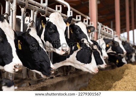 Similar – Image, Stock Photo Modern cow barn with metal fence and roof in countryside