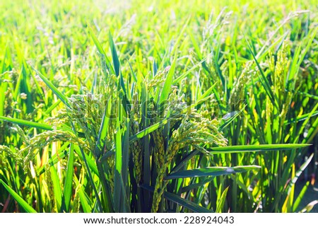 Green rice fields in summer day
