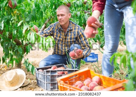 Similar – Image, Stock Photo woman picking peaches in field