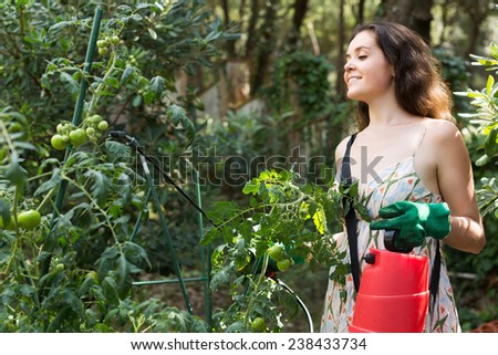 Happy female gardener spraying tomato plant  with garden spray