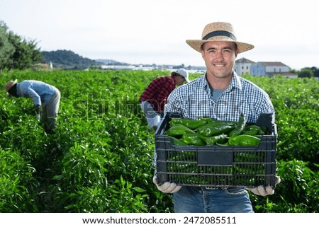 Crop horticulturist collecting ripe grapes in countryside
