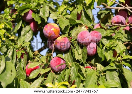 Similar – Image, Stock Photo Plums from the garden