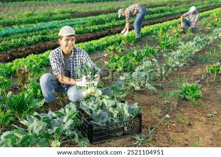 Similar – Foto Bild junger Kohlrabi im Beet