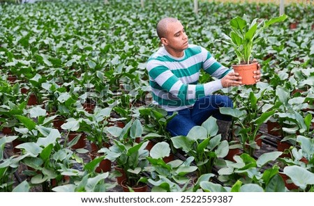 Similar – Image, Stock Photo Farmer controlling quality of Marijuana drying buds. Organic Cannabis Sativa Female Plants with CBD