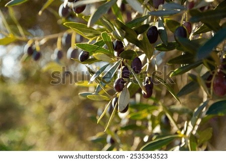 Similar – Foto Bild Oliven auf dem Baum oliv