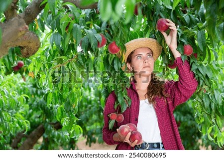 Image, Stock Photo woman picking peaches in field