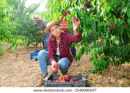 Similar – Image, Stock Photo woman picking peaches in field