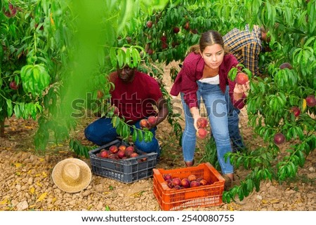 Similar – Image, Stock Photo woman picking peaches in field