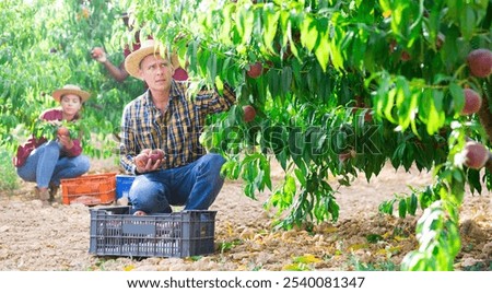 Similar – Image, Stock Photo woman picking peaches in field