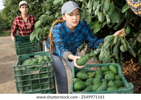 Similar – Image, Stock Photo A farmer woman collects potatoes in a bucket. Work in the farm field. Pick, sort and pack vegetables. Organic gardening and farming. Harvesting campaign, recruiting seasonal workers.