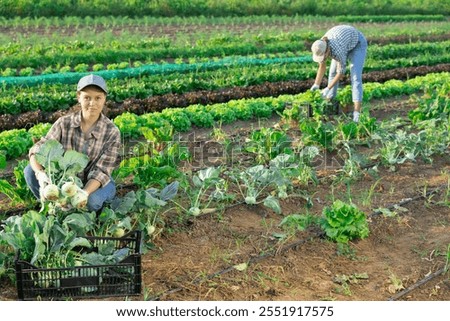 Similar – Foto Bild junger Kohlrabi im Beet