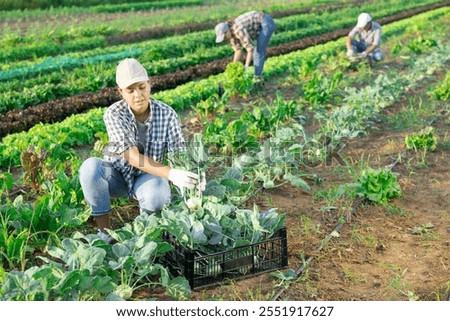 Similar – Foto Bild junger Kohlrabi im Beet