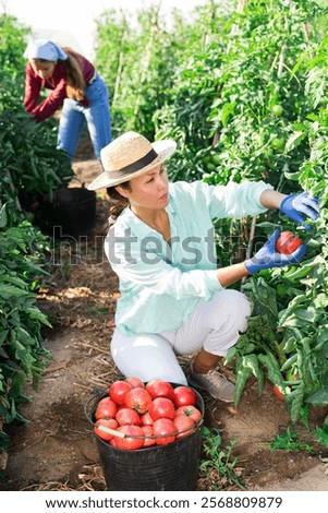 Similar – Image, Stock Photo A farmer woman collects potatoes in a bucket. Work in the farm field. Pick, sort and pack vegetables. Organic gardening and farming. Harvesting campaign, recruiting seasonal workers.