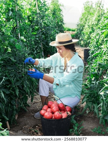 Similar – Image, Stock Photo A farmer woman collects potatoes in a bucket. Work in the farm field. Pick, sort and pack vegetables. Organic gardening and farming. Harvesting campaign, recruiting seasonal workers.