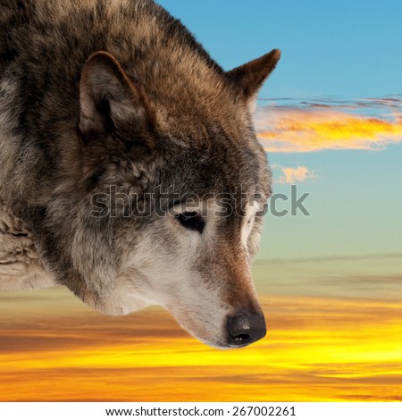 Head of wolf  against sunset sky background