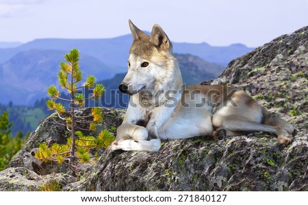 White wolf lays on rock in wildness mountains area