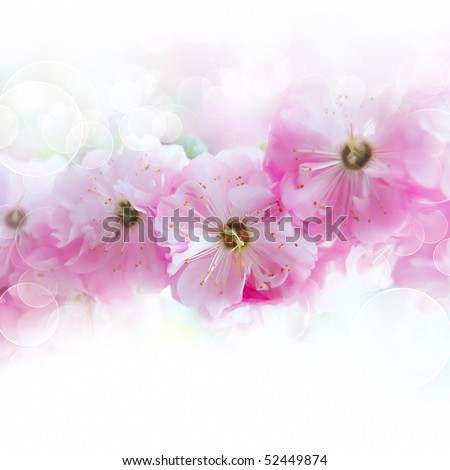 Fine pink flower Almonds trilobate