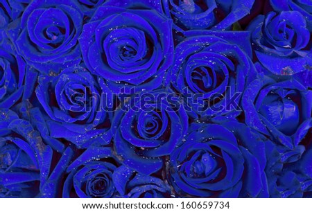 Blue roses as background