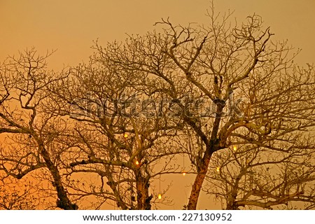 tree branches silhoette black desing night scary abstract natural, spooky trees background