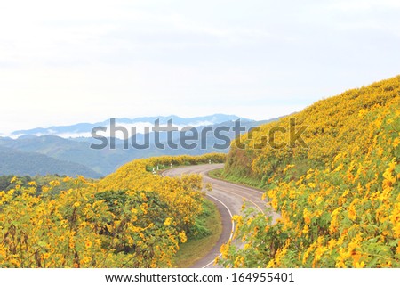 The road to the field of Mexican Sunflower Weed on the mountain,Mae Hong Son Province,Thailand.
