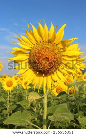 Sunflower in the morning sun shine with blue sky