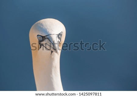 Similar – Image, Stock Photo Helgoland ahead!