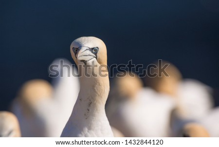 Similar – Image, Stock Photo Helgoland ahead!