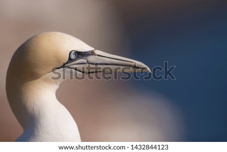 Similar – Image, Stock Photo Helgoland ahead!