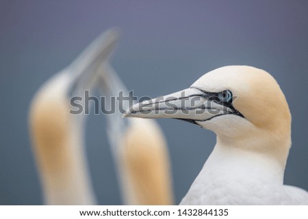 Similar – Image, Stock Photo Helgoland ahead!