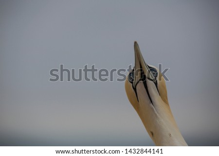 Similar – Image, Stock Photo Helgoland ahead!