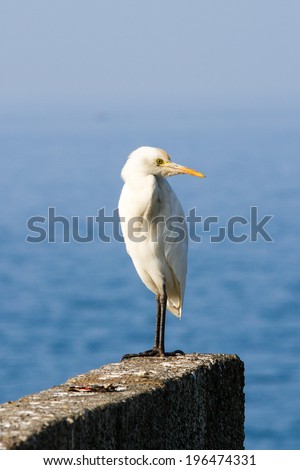 Igret bird against blue Arabian sea (Kerala, India)