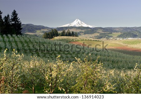 Mt. Hood From Fruit Orchards in Hood River Oregon
