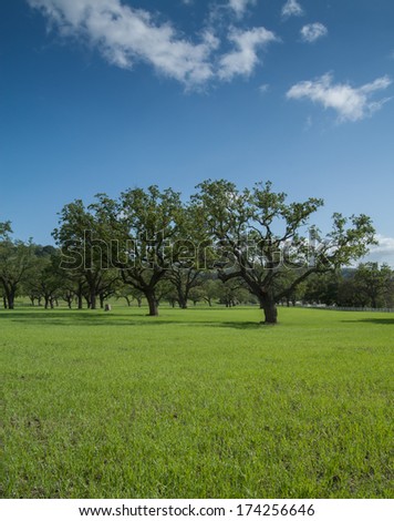 Oak Trees in a Green Pasture With Blue Sky and Cumulus Clouds
