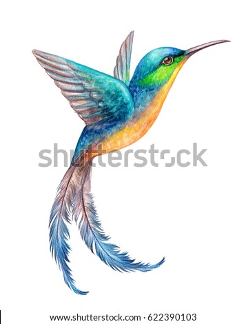 watercolor illustration, flying hummingbird isolated on white background, exotic, tropical, wild life clip art