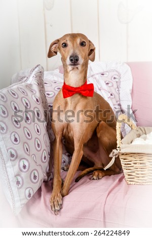 cute Italian greyhound wearing neck bow