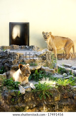 two lioness bored in zoo