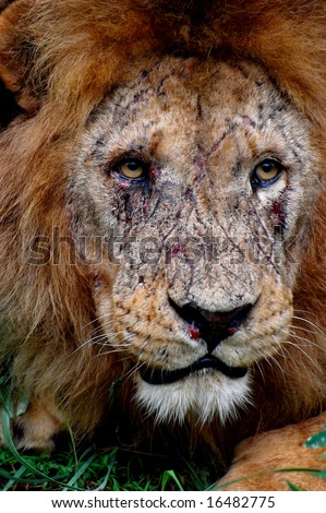 close-up of beaten lion\'s face