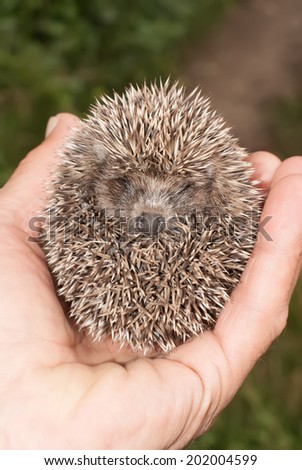Little hedgehog holding into human hand