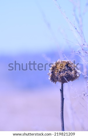 Dry sunflower plant in a field background with color filters, late autumn, frosty morning, end of season