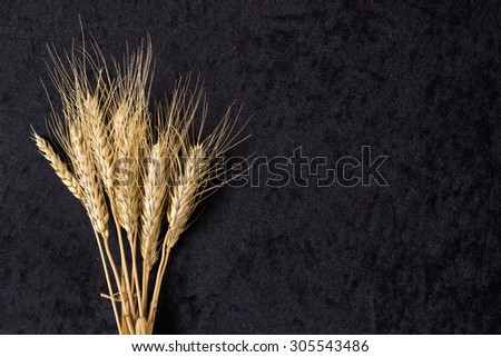 Ears of wheat on black cloth background