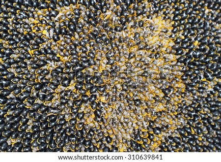 Unripe sunflower with black and yellow seeds close-up