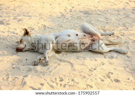 Relaxed dog on the beach sand, Thailand
