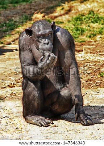 Chimpanzee Posing as the Thinker