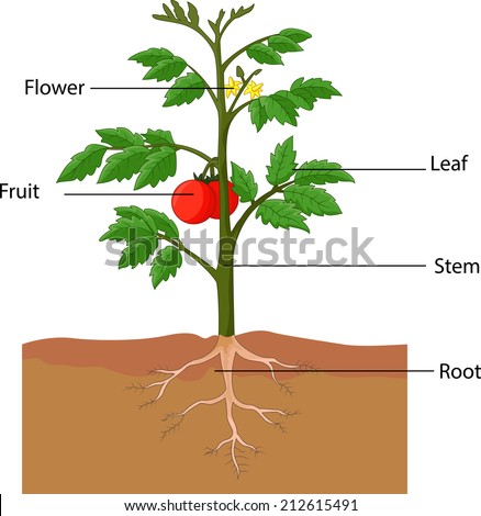 Illustration Showing The Parts Of A Tomato Plant - 212615491 : Shutterstock