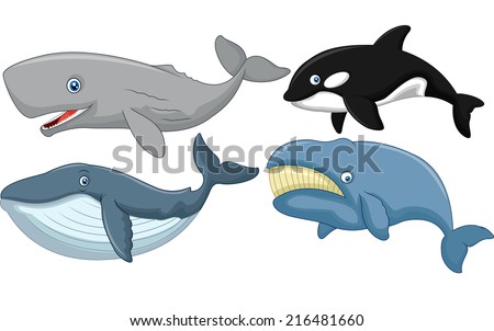 Cartoon whale collection