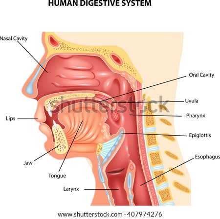 Illustration of Human Digestive System 商業照片 © 