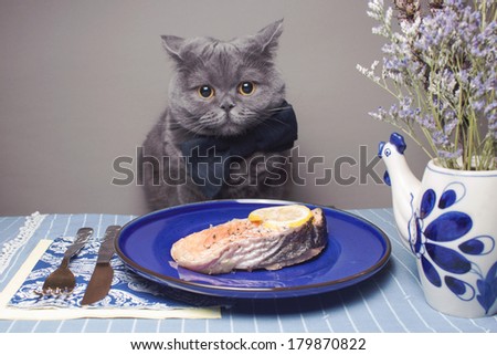 sweetheart cat British breed in a bow tie sitting next to fried fish on a blue plate