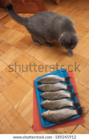 grey cat and purified fish