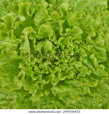 Fresh green lettuce,  background.
