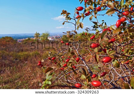 Sprigs of wild rose bush with fruits on a background autumn field